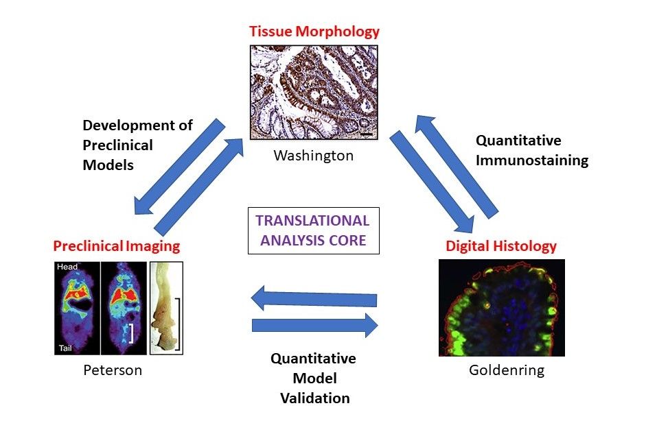 data analysis in translational research